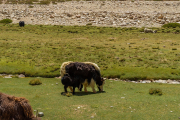 Ladakh-Tso-Moriri-D16-68